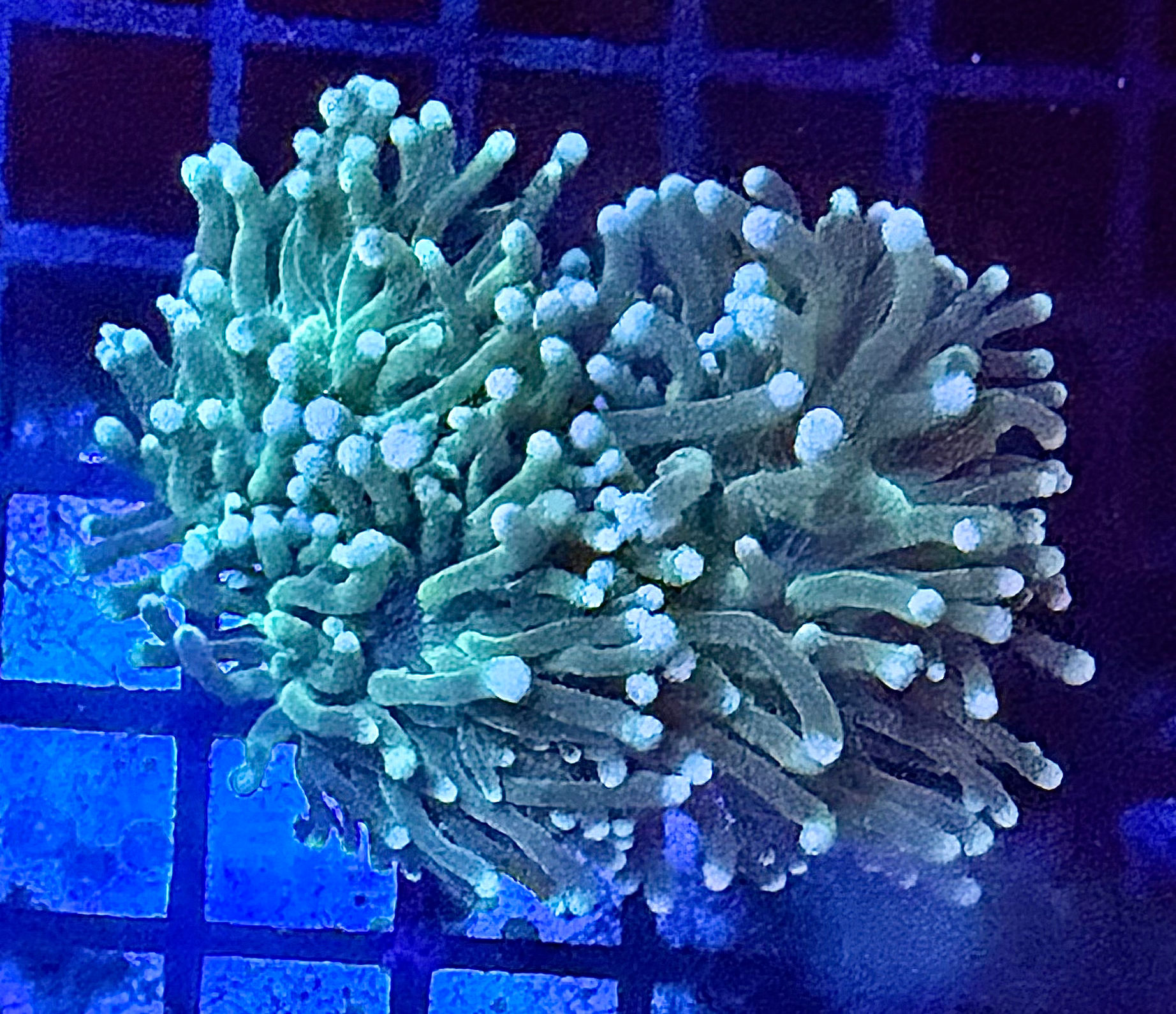 Teal torch (2 polyp)