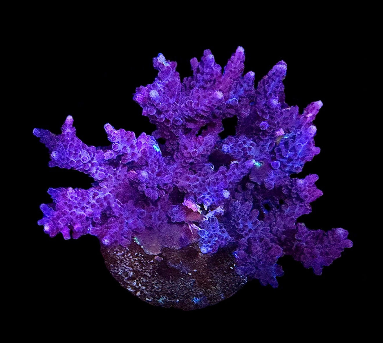 Premium Acropora Colony (med) 
