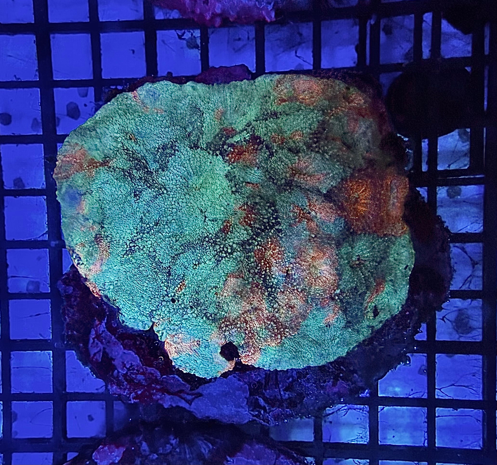 Mixed Colour Acan Colony 