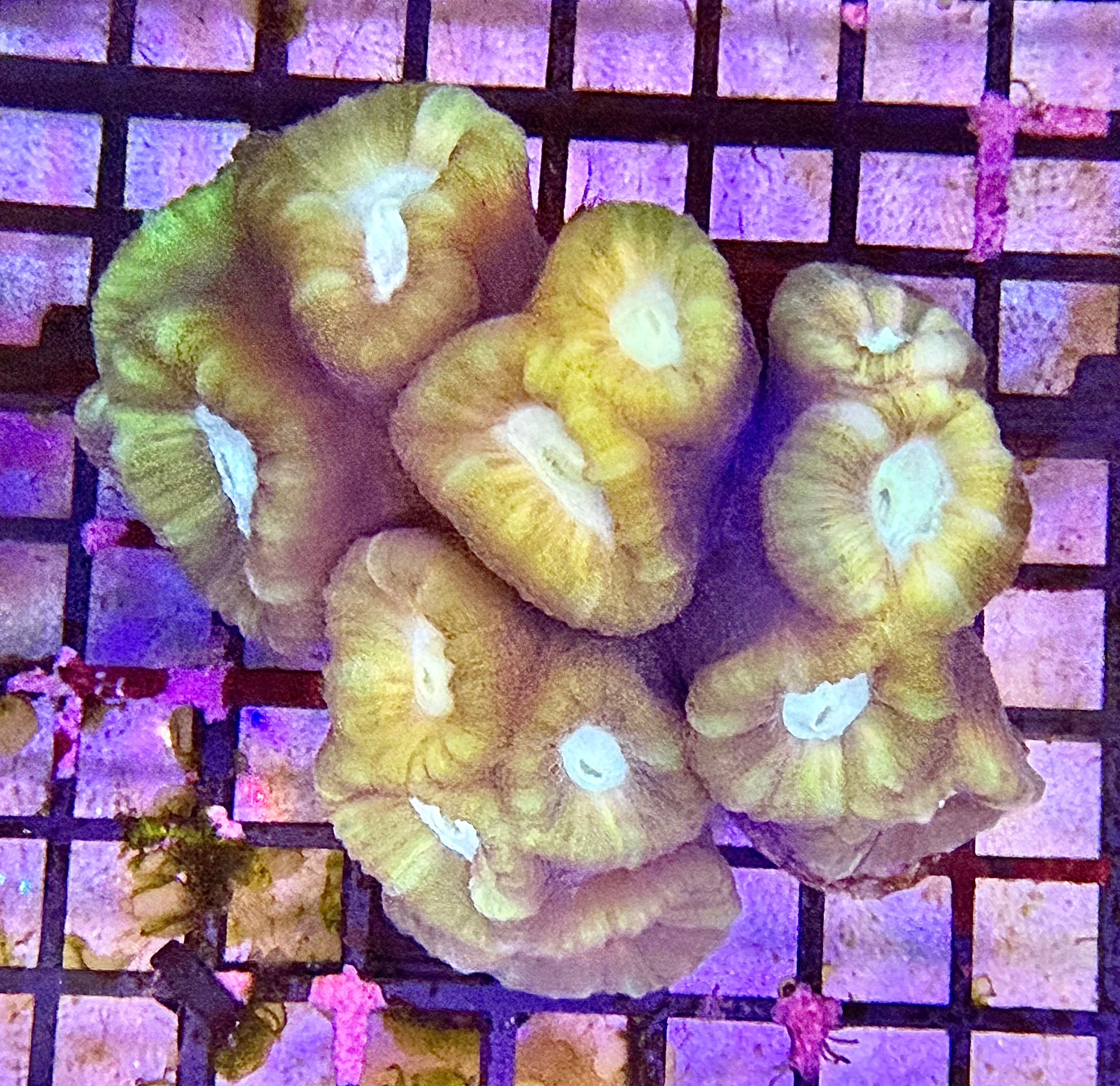 Bi-Colour Trumpet Coral