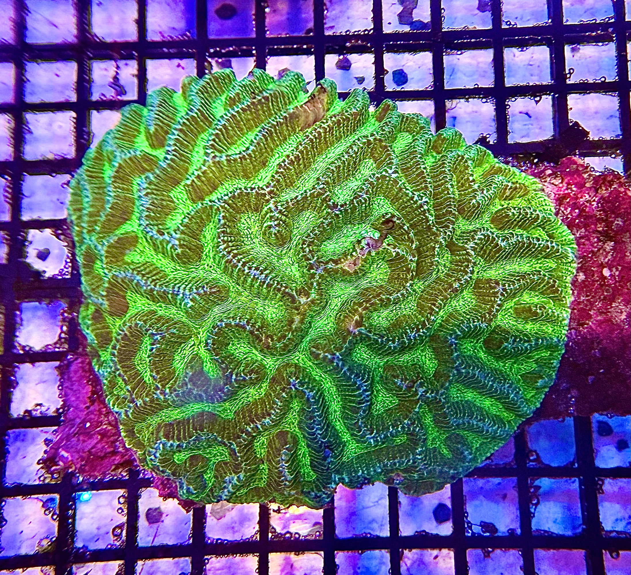 Green Maze Brain Coral