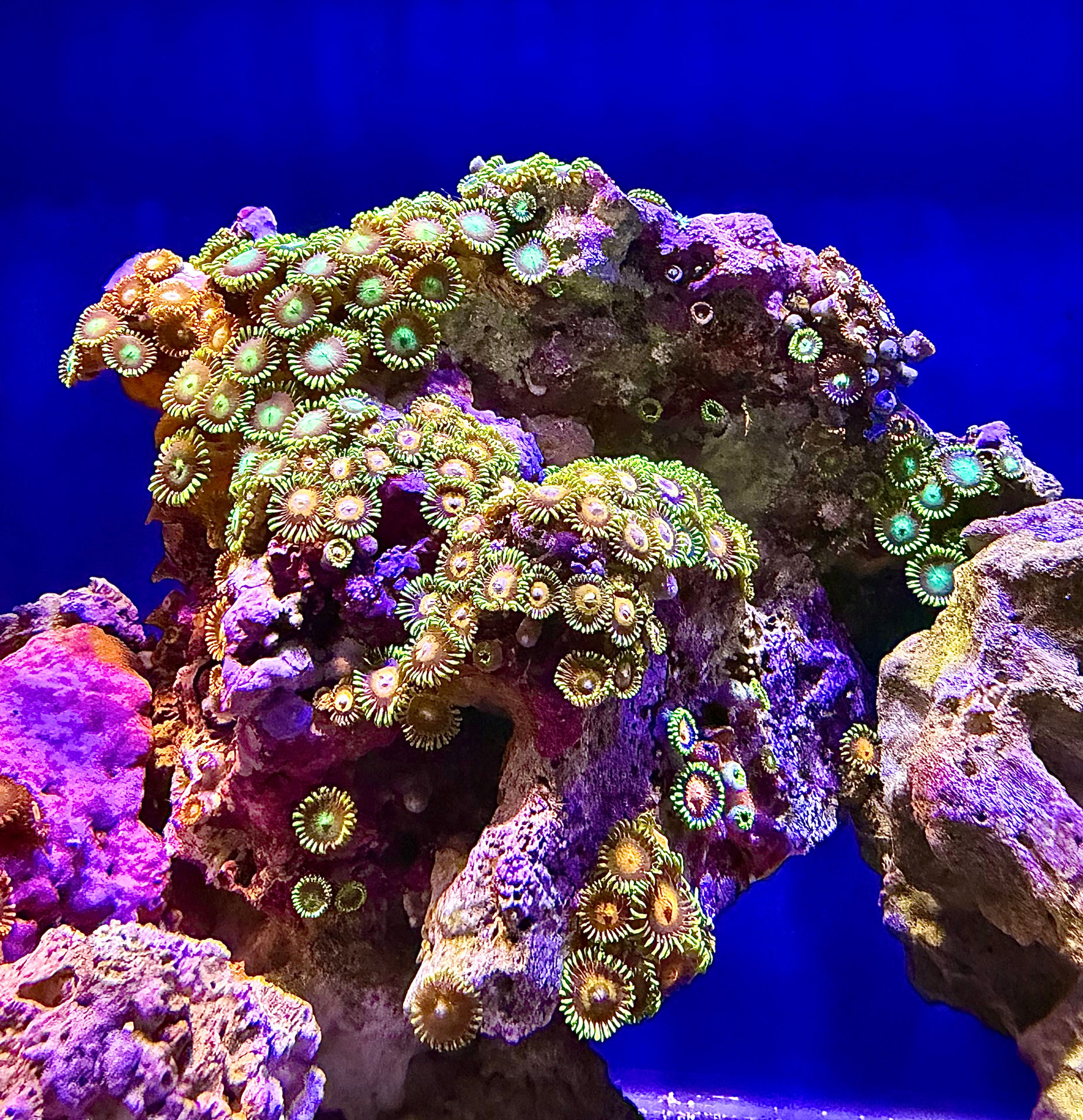 Mixed Colour Zoas