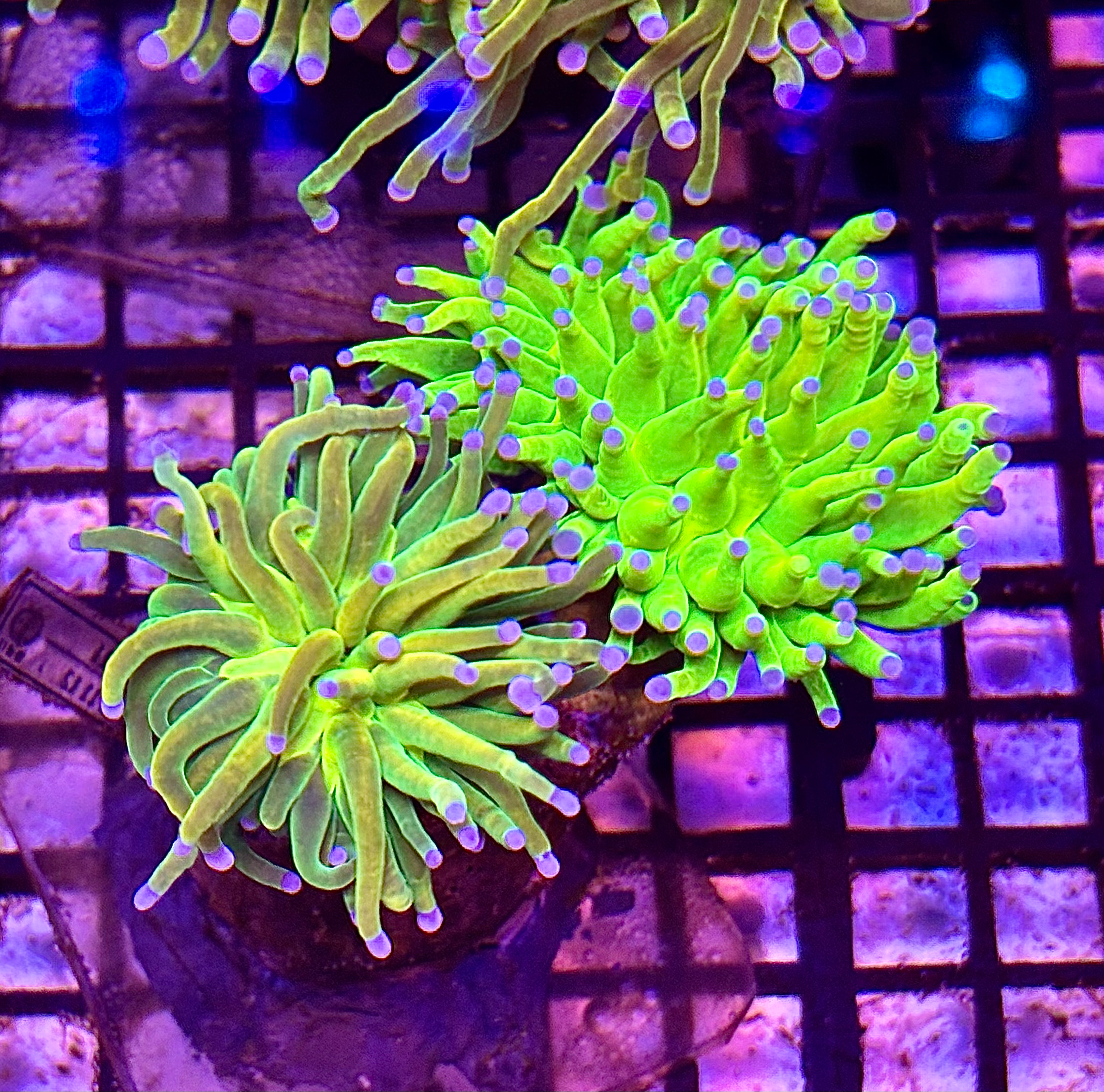 Reverse Holy Grail x Holy Grail Torch split 