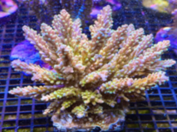 Bali Acropora 