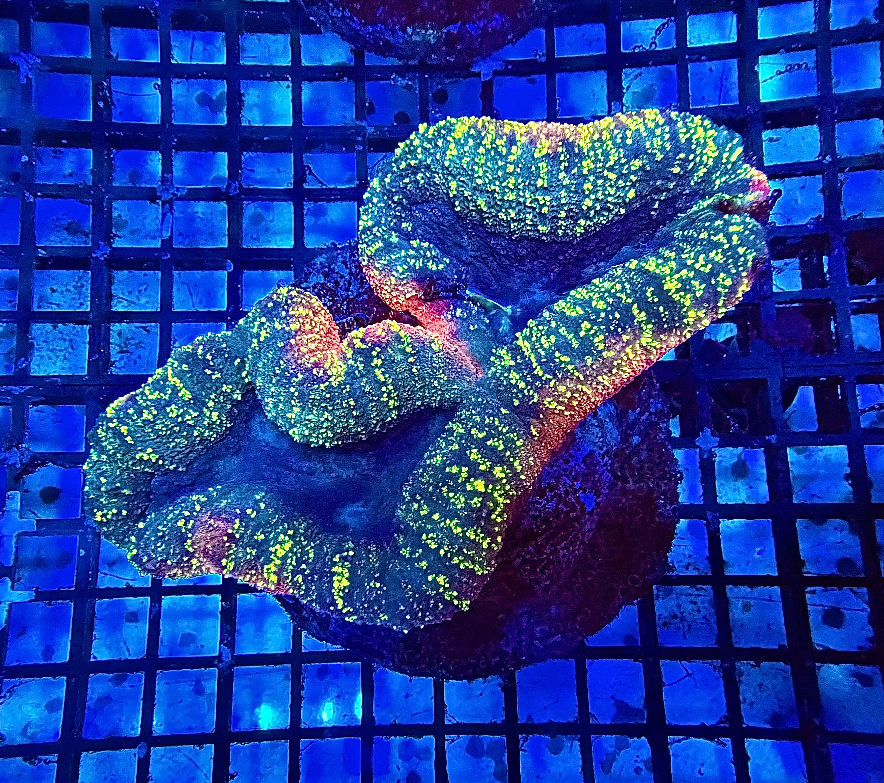 Rainbow Lobophyllia