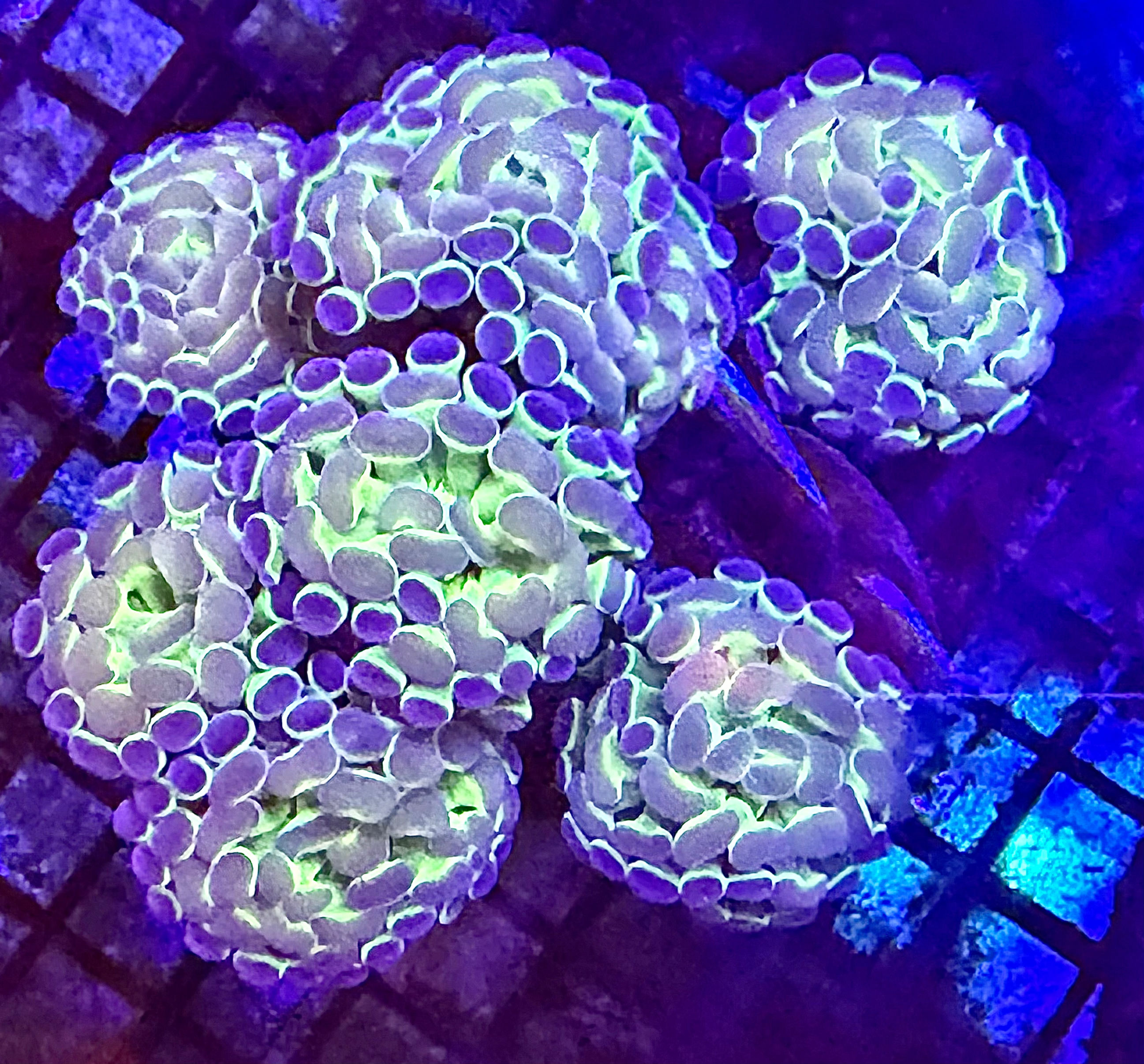 Branching Hologram Hammerhead Coral 