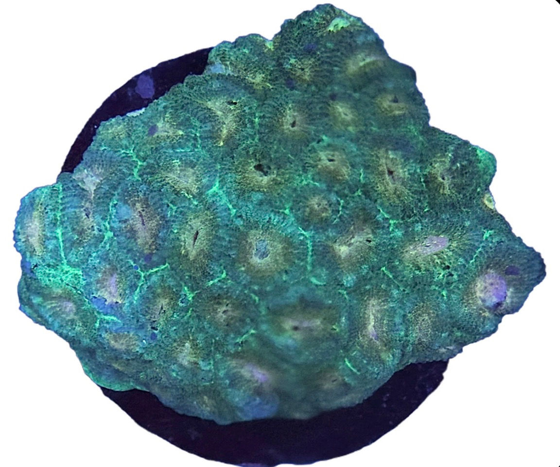 Teal Favites (med)