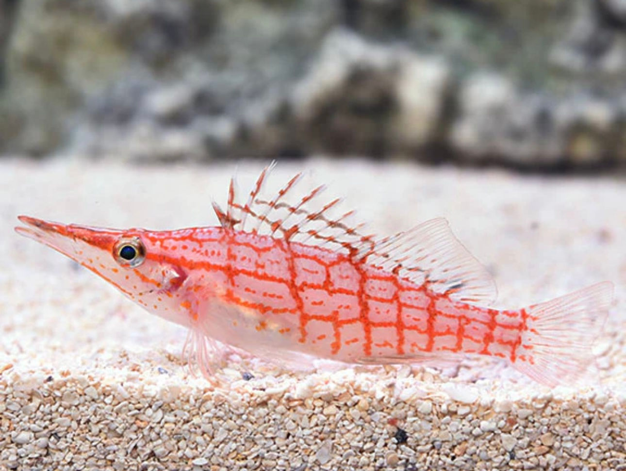 Longnose Hawkfish (lg)