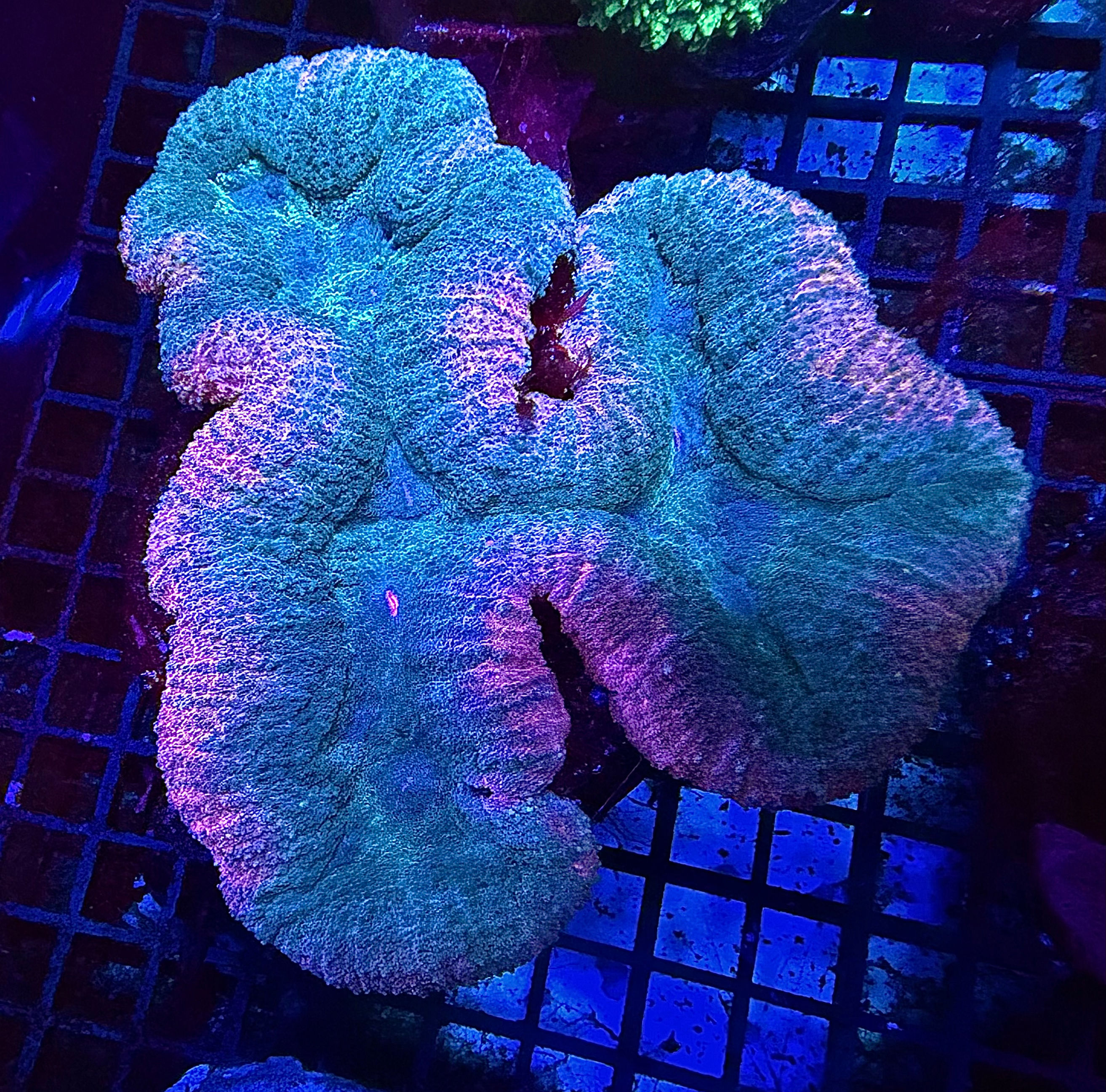 Multi Colour Lobophyllia 