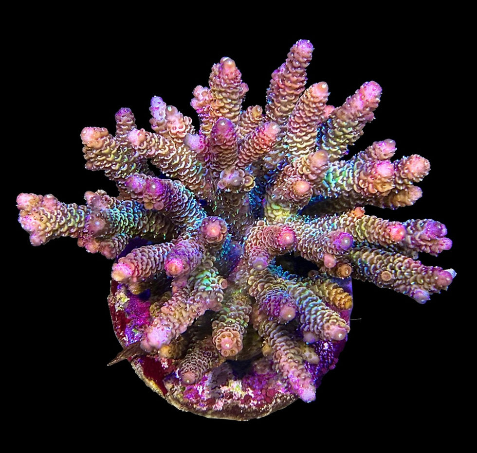 Thumbnail: Bali Acropora Colonies  (variety)