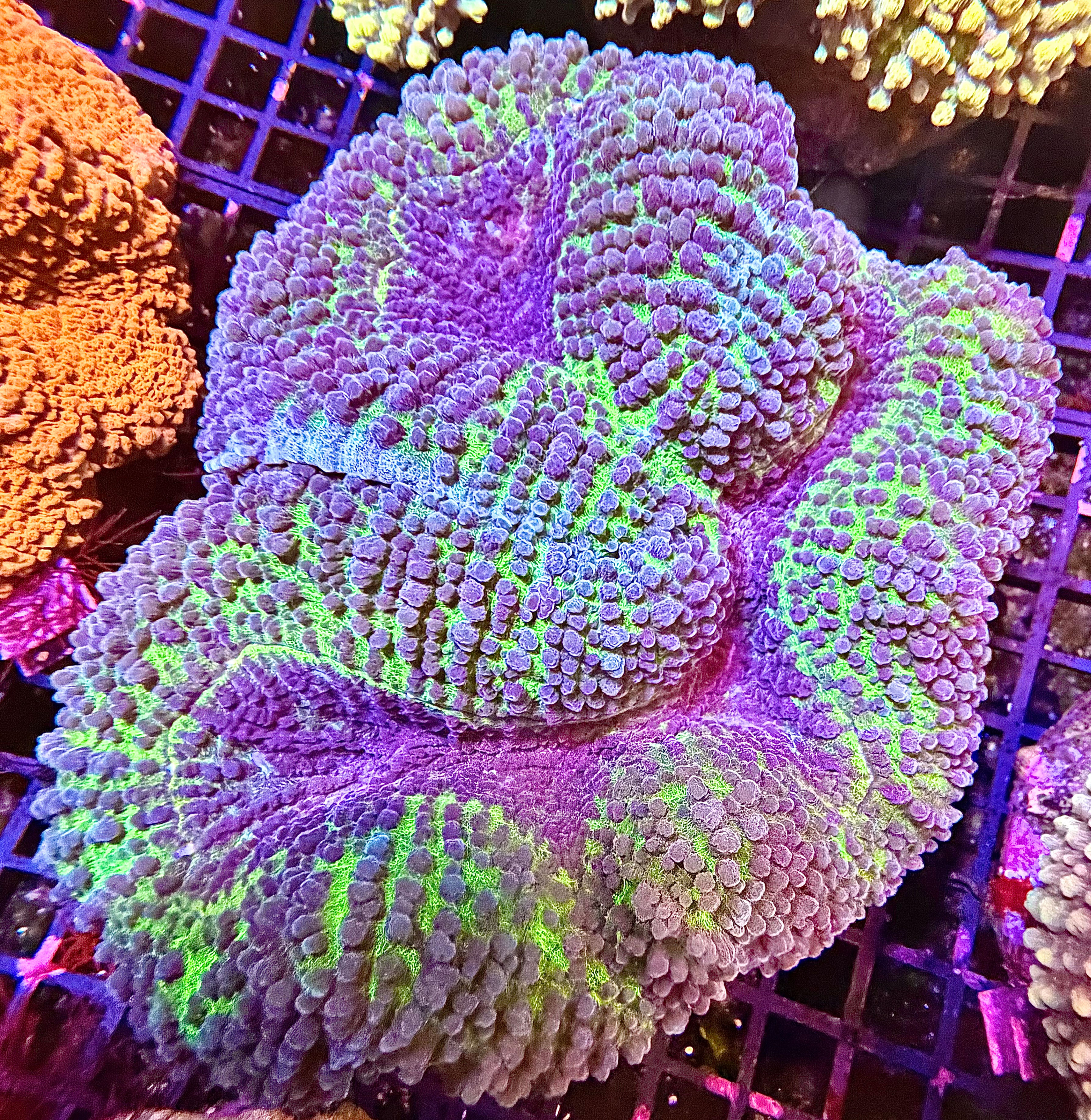 Green & Purple Lobophyllia (lg)