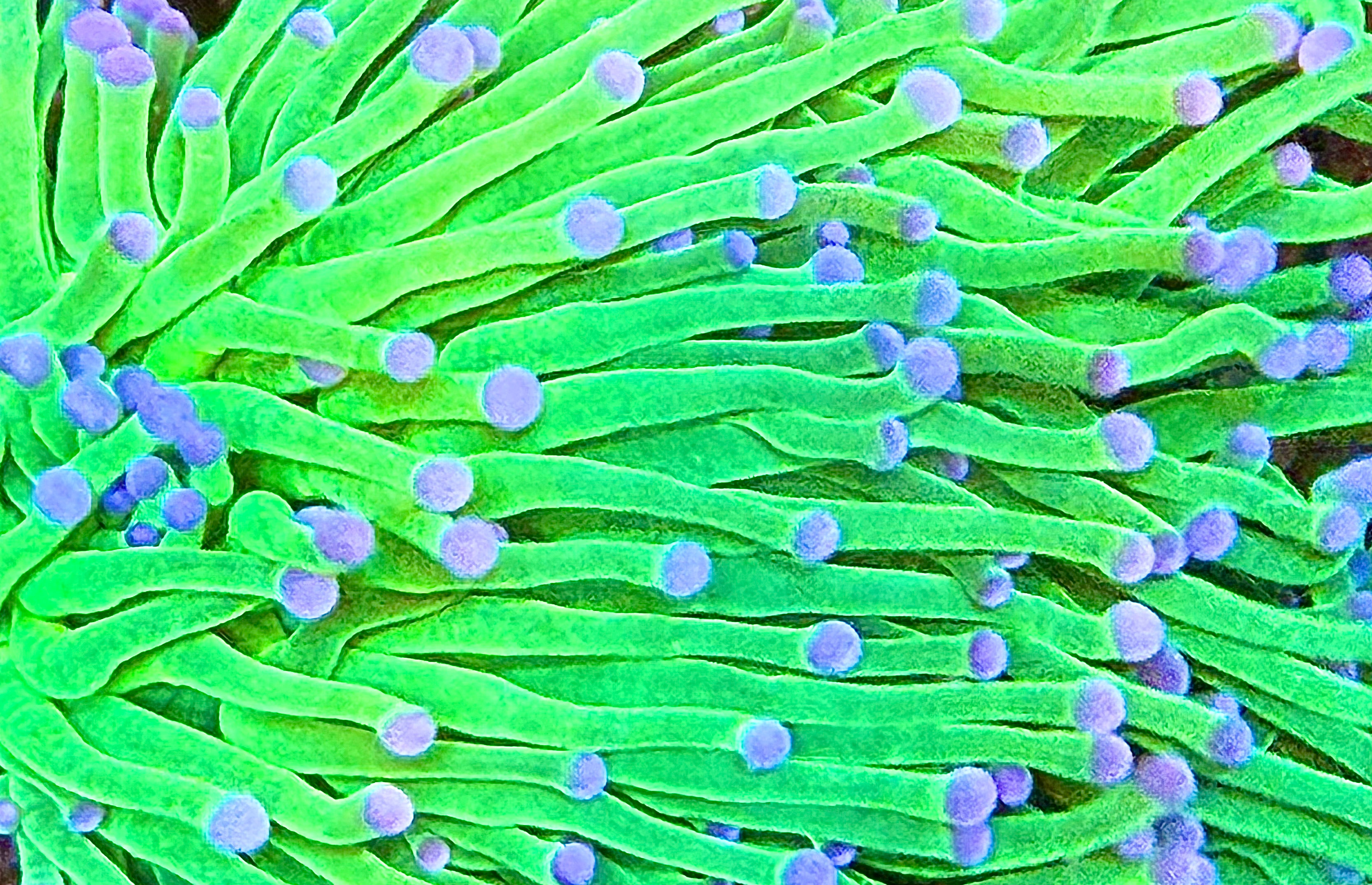 Cotton Candy (single head)