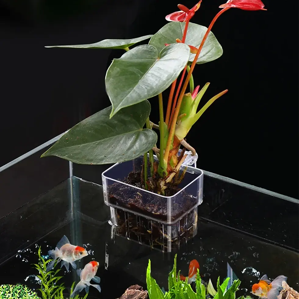 Thumbnail: Transparent Aquarium Plant Basket — Hanging Fish Tank Pot for Aquatic Plants & A
