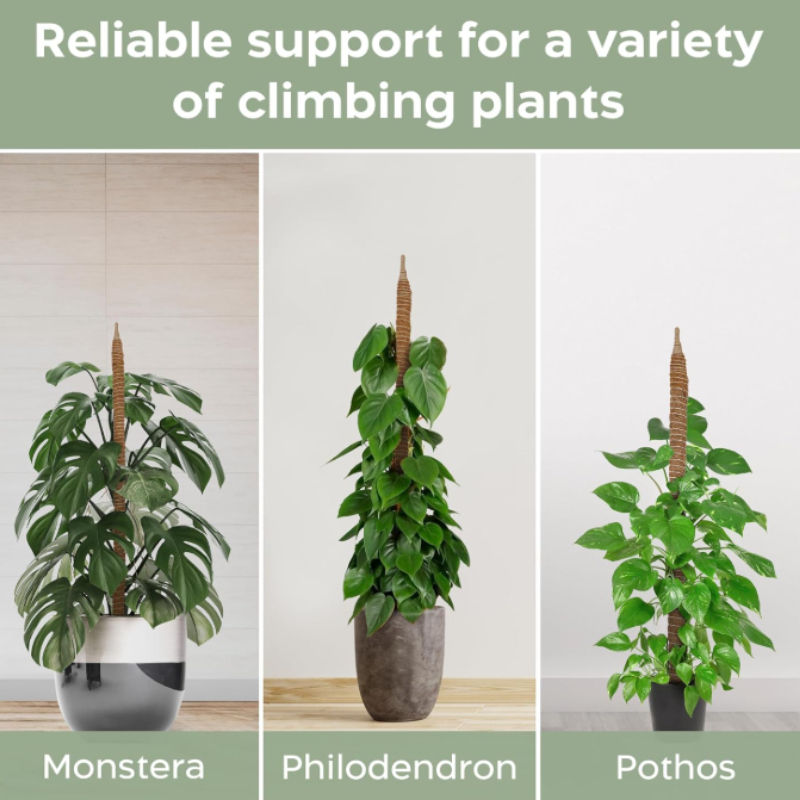 Bendable Moss Pole — Flexible Natural Wood Climbing Support for Monsteras, Palms