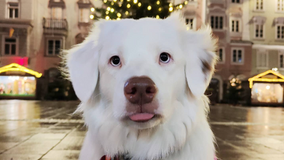 How to Travel Across Europe With a Dog 