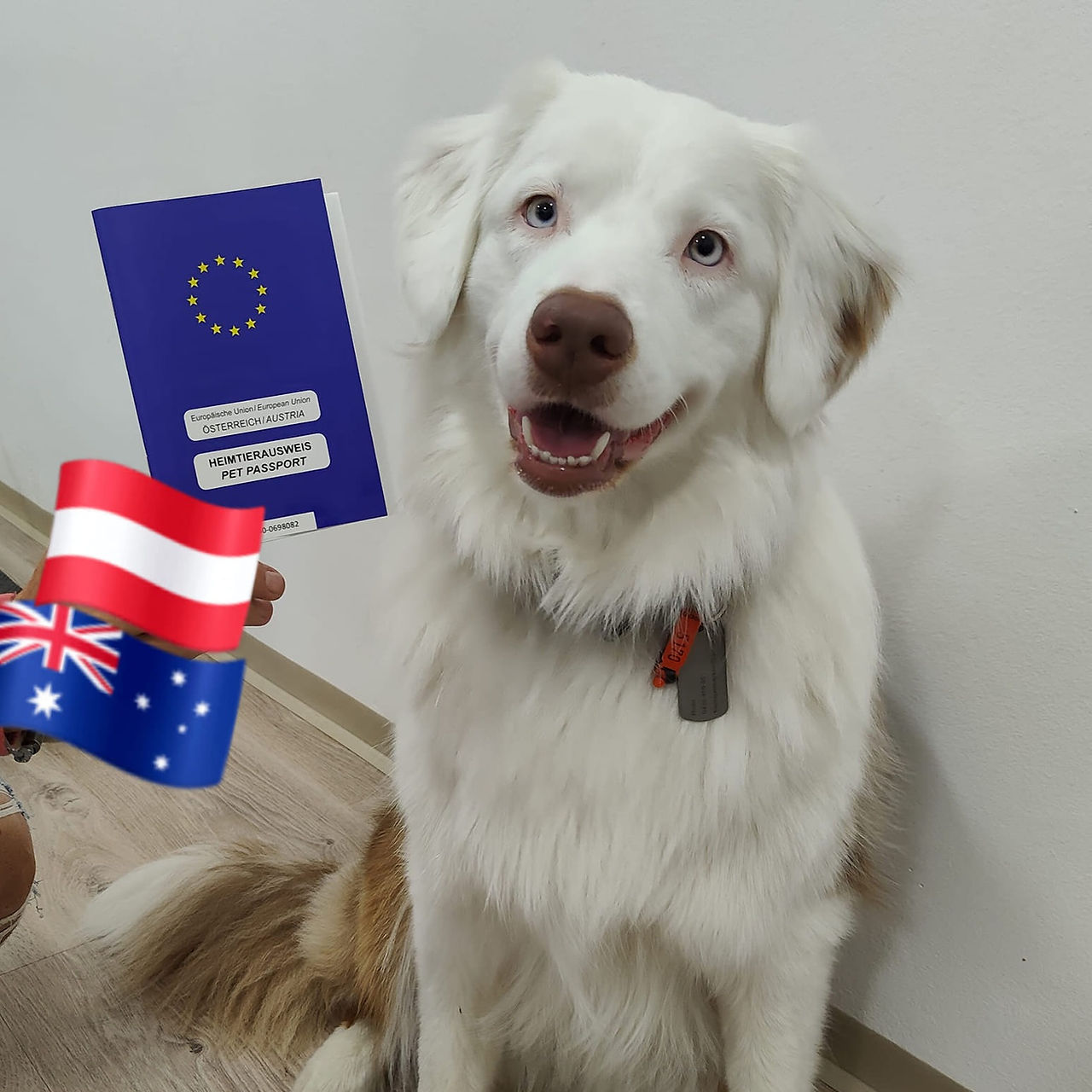 EU Pet Passport Take Dog Europe