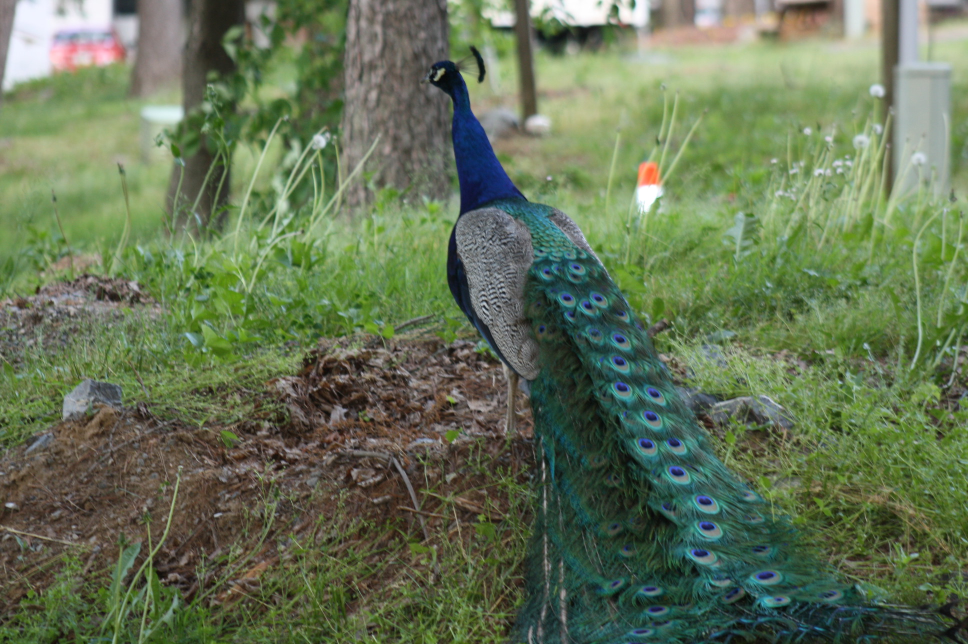 Fred the peacock