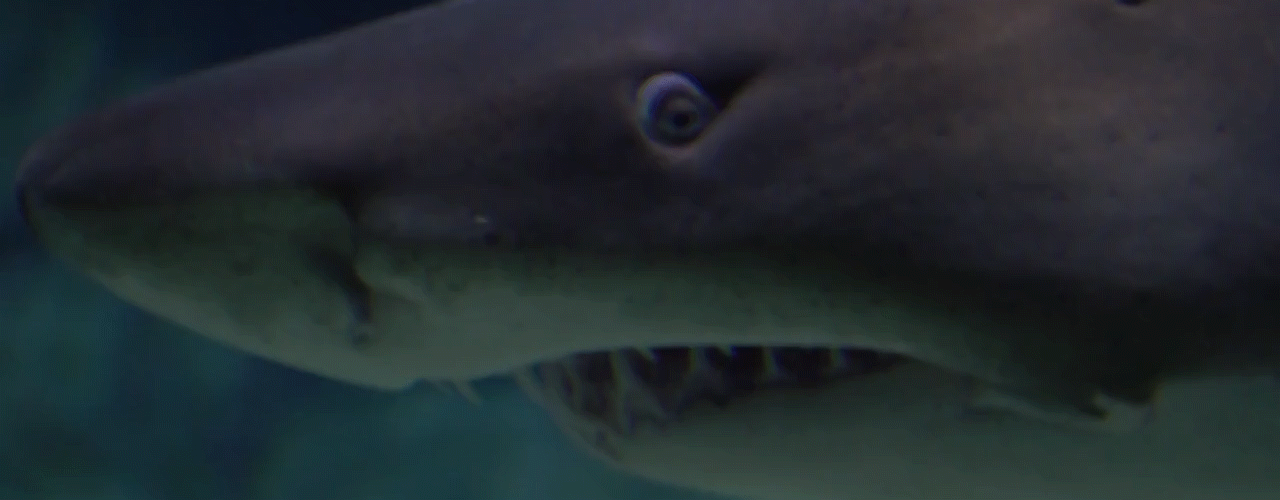 APEX Shark - 6681_3.gif