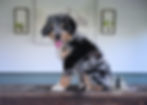 Gru - Blue Merle mini aussiedoodle male