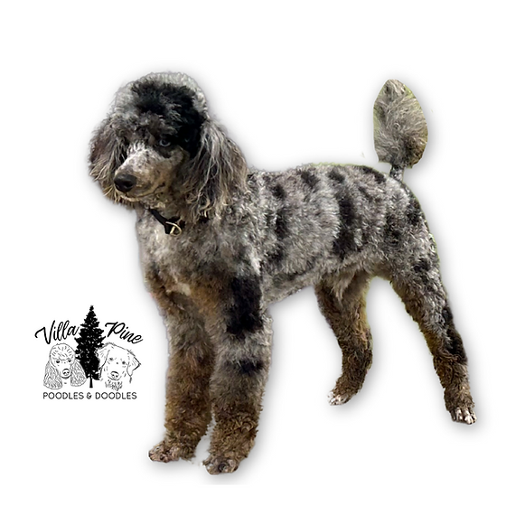 OUR DOGS | Villa Pine Poodles & Doodles | Stud | Merle Aussiedoodle