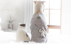 Haus und Pfoten - Hund