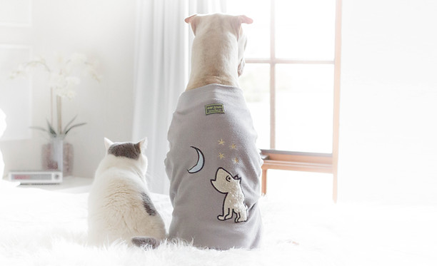 Chien et chat au repos