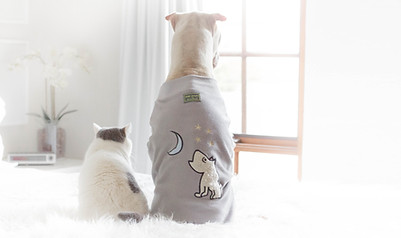 dogs in robes