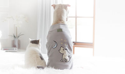 dogs in robes
