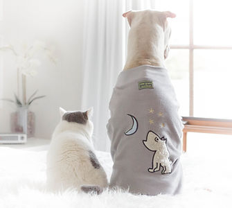dogs in robes