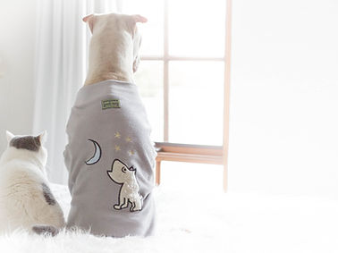 犬のしつけ幼稚園 犬のしつけ