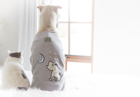 dogs in robes
