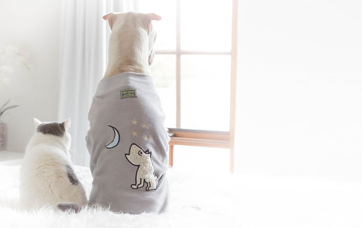 dogs in robes
