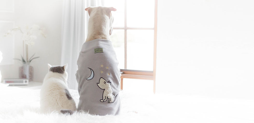 perros en trajes
