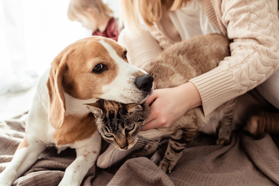 beagle_english_short_hair_hi-end_pet_food