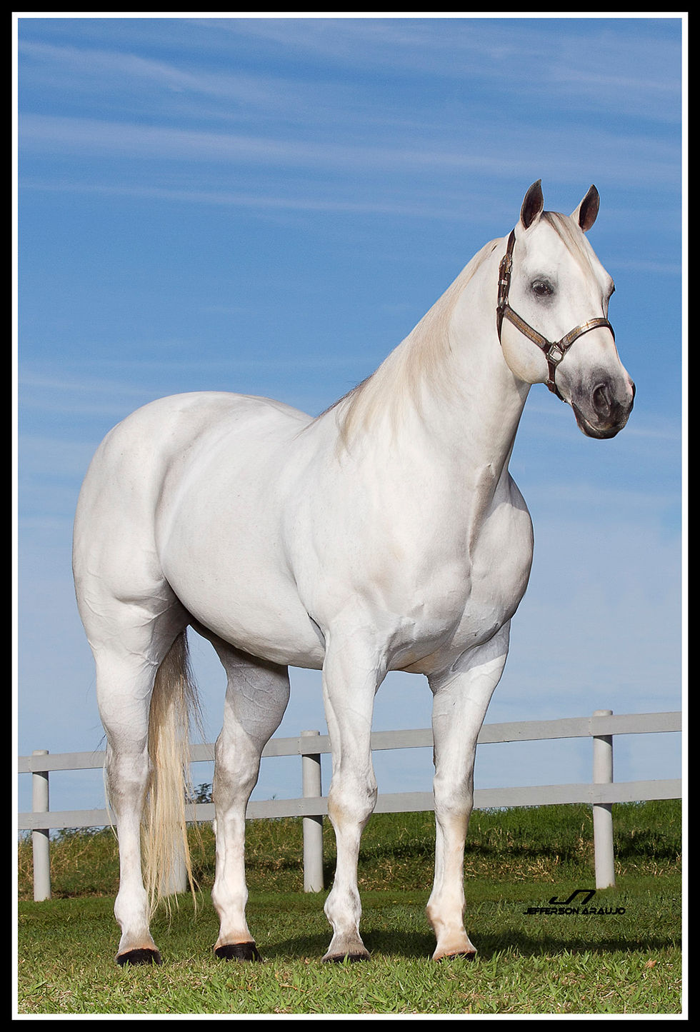 le magnifique 5