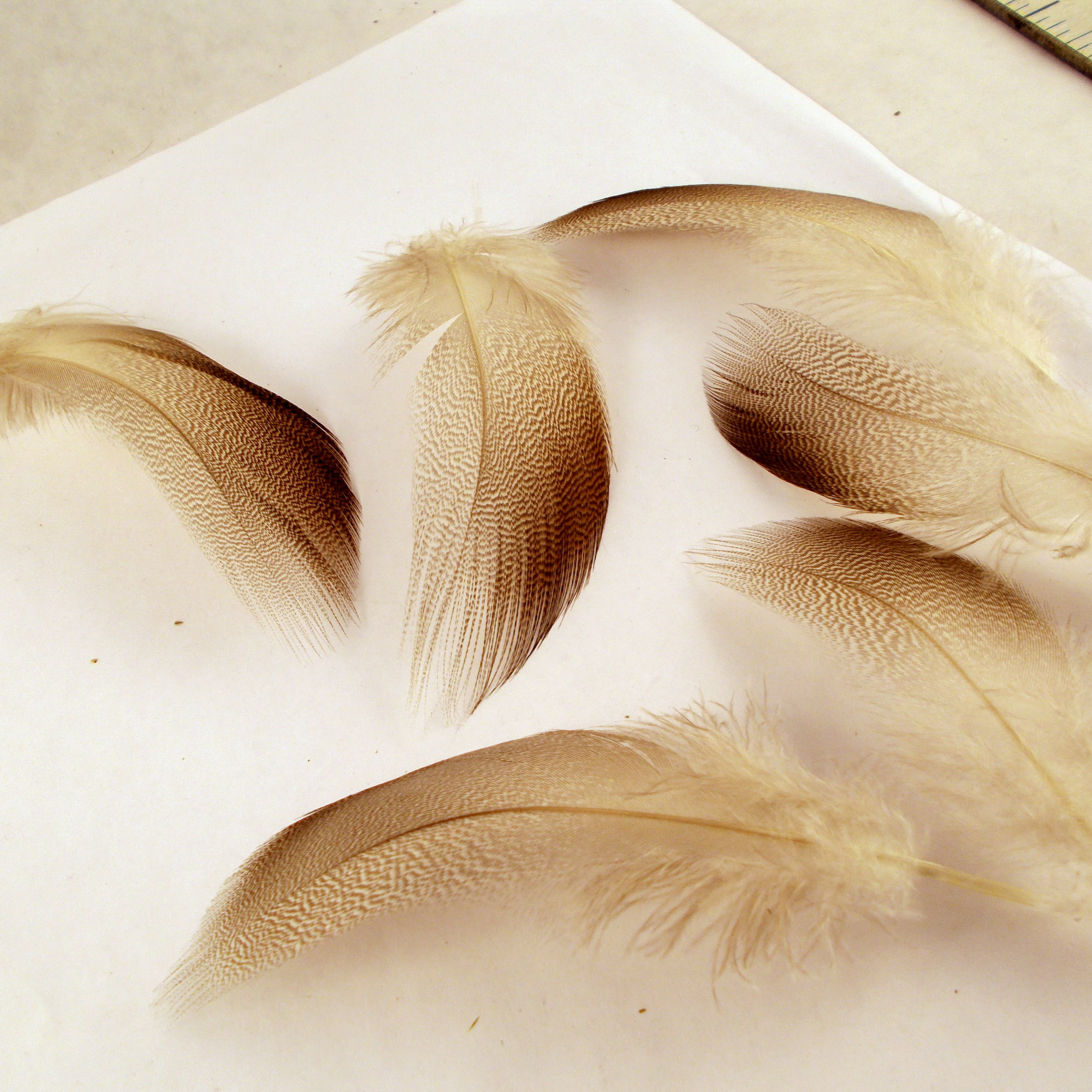 Mallard spey natural feathers