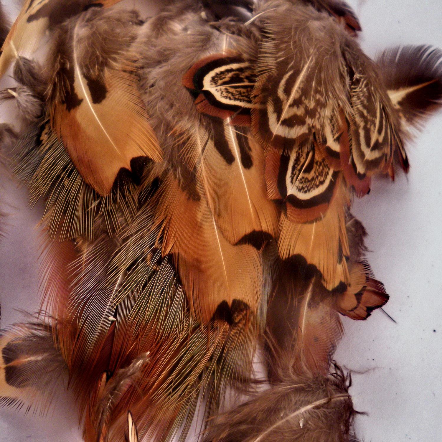 Ringneck Pheasant 24 pack assorted