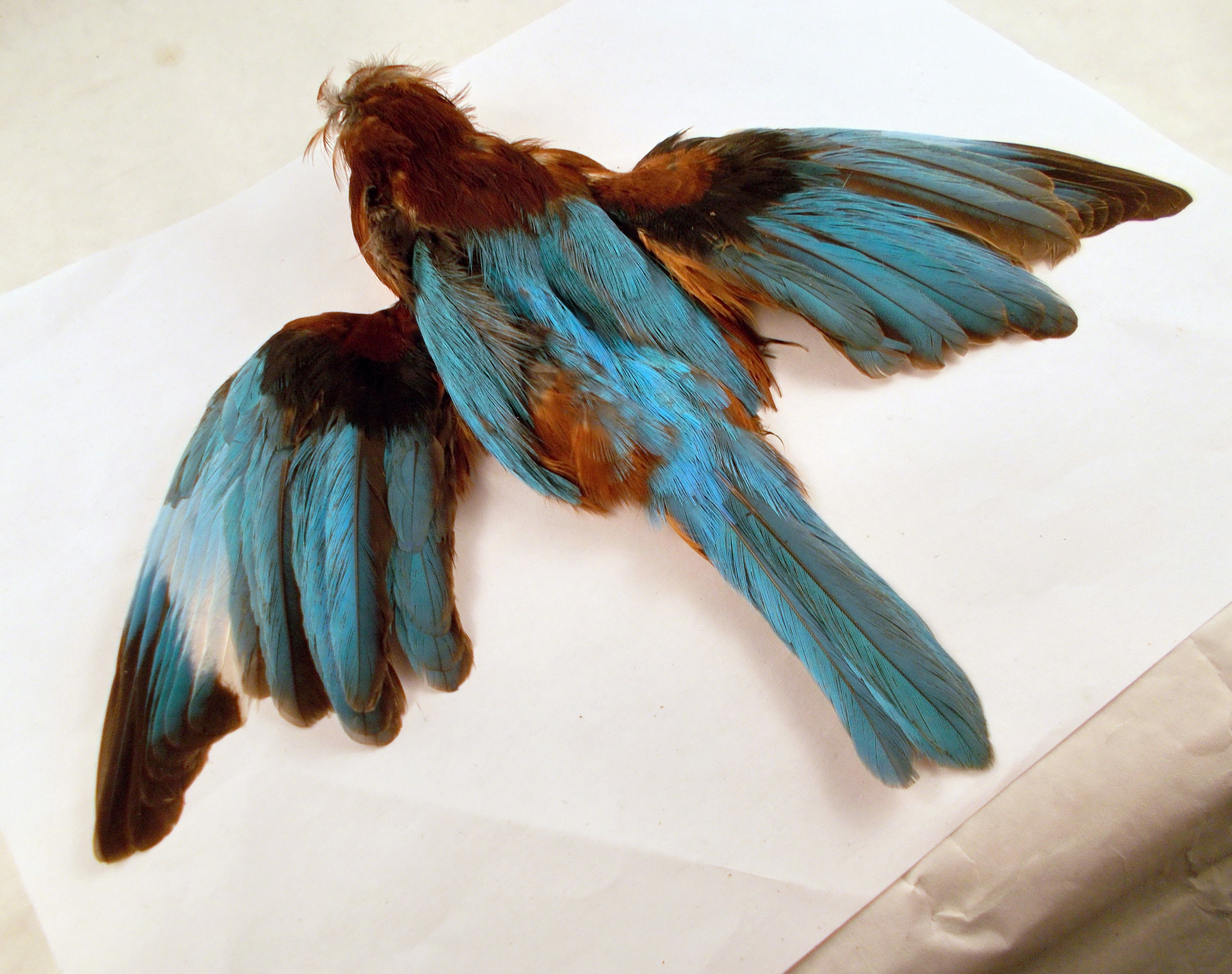 king fisher skin