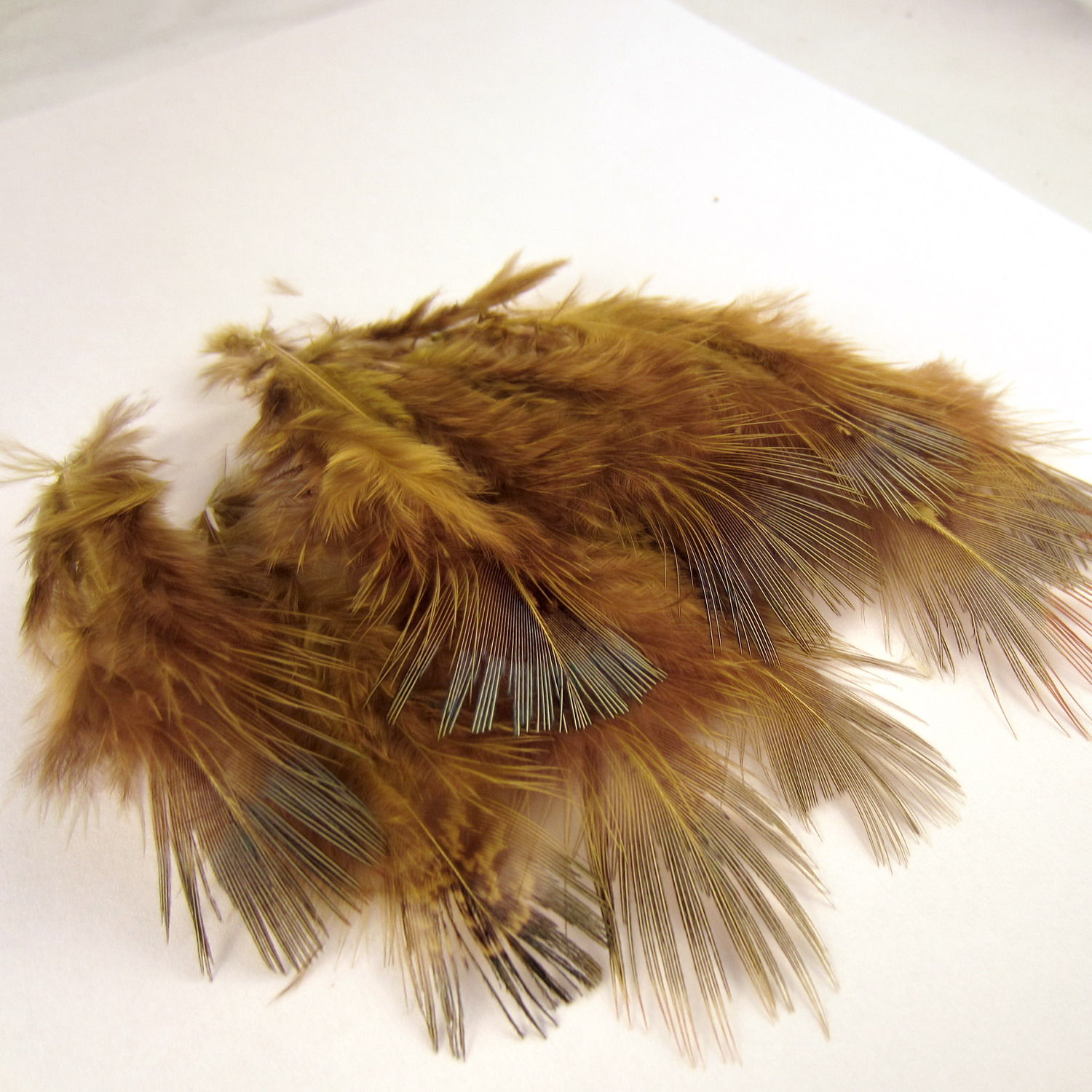 Ringneck Pheasant Rump Olive RPRD-08