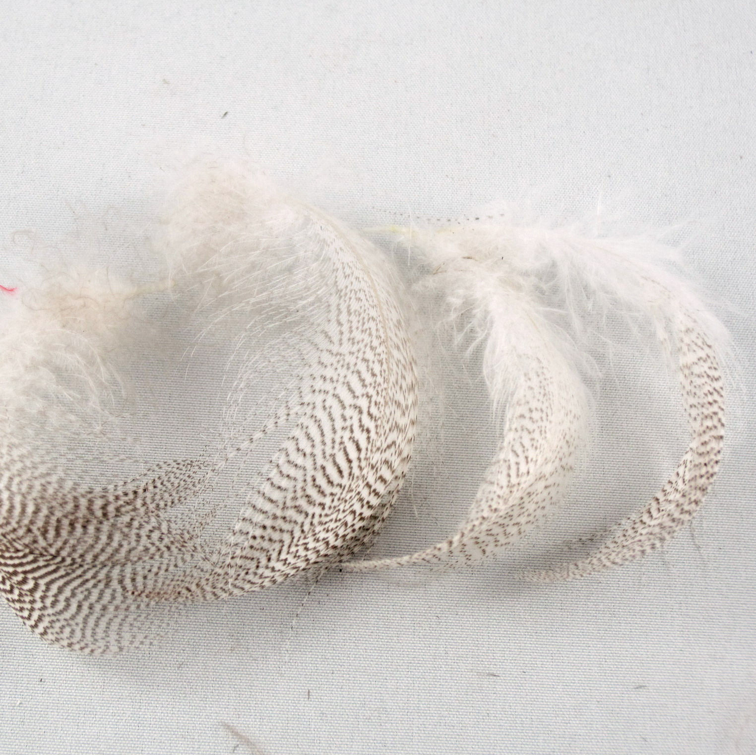 natural mallard flank feathers