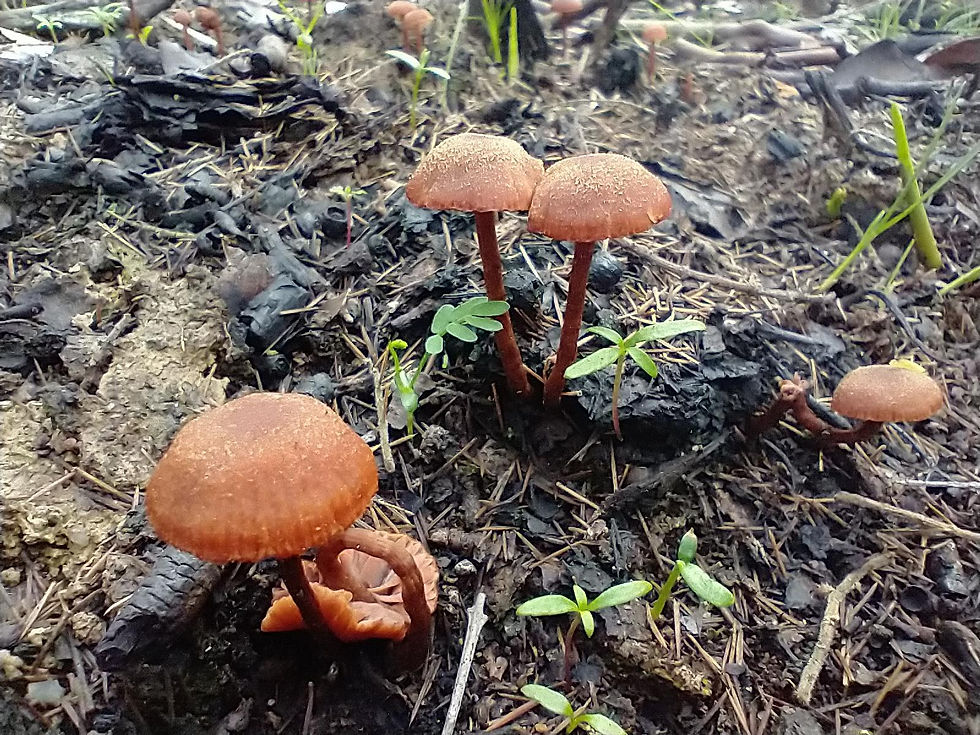 WHAT EXTENT OF MY COMFORT DO I OWE TO CAPITALISM?