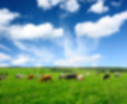 AdobeStock_24265308-min.jpeg