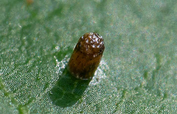 Mature Butterfly Egg.jpg