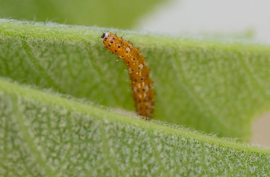 Young Caterpillar.jpg