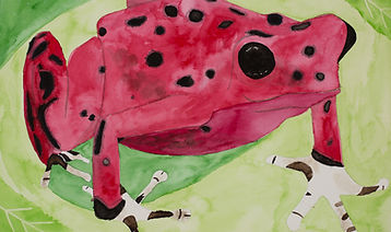 Poison Dart Frog Watercolor.jpg
