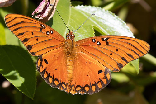 Gulf Fritlilary.jpg