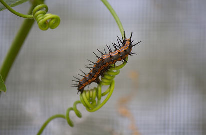 Mature Caterpillar.jpg