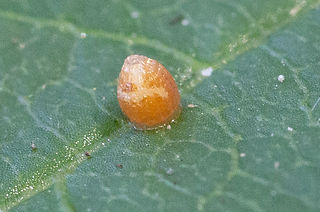 Young Butterfly Egg.jpg