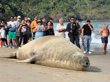 “Panchito” reaparece en Nayarit: elefante marino del sur se asolea en Playa Los Ayala