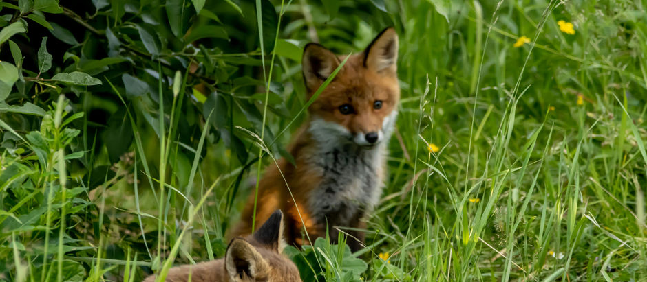 News: Woman wearing earbuds jogs right past a den of baby foxes!!